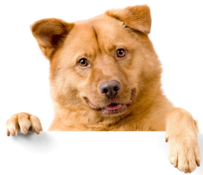 dog7