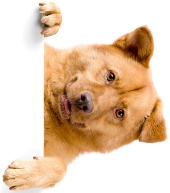 dog8